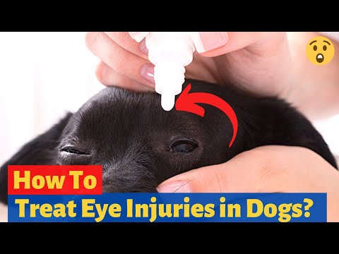 How to Treat Eye Injuries in Dogs? (Must Watch in case of Emergency)