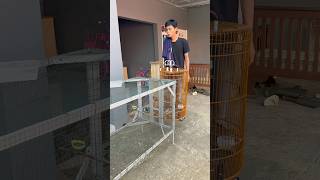 Download lagu Melepaskan burung robin murai di siang dan malam hari agar bisa beristirahat #ebiwirawan mp3