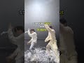 Stray Kids Debut And Disband ★ #straykids #shorts