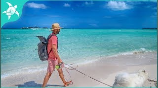 Baby Pigs &amp; The Whale&#39;s Waves 🐳🌊