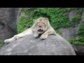 Lion At Lincoln Park Zoo
