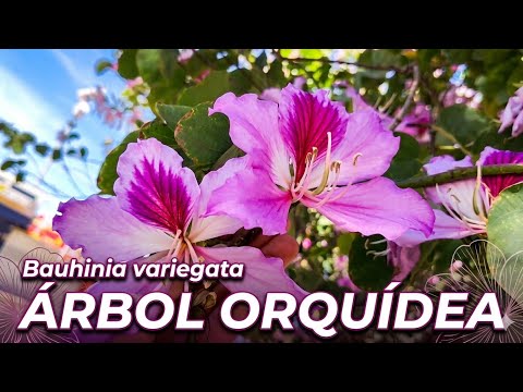 ORQUÍDEAS es Árbol con las flores más bellas del mundo 🪷 también llamado pata de vaca 