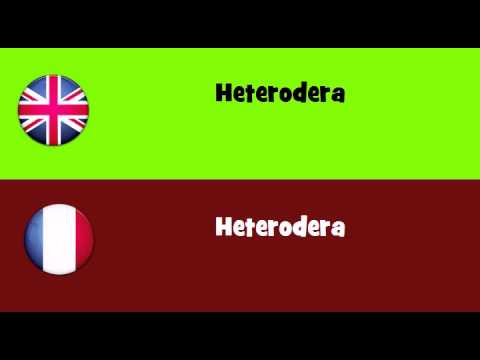 FROM ENGLISH TO FRENCH = Heterodera