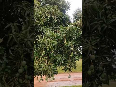 26/11/25,Juti, MS.#turismo #viagem #matogrossodosul #juti