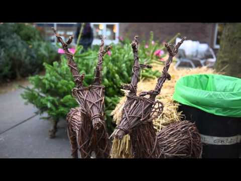 The Christmas Forest | Link West Spotlight