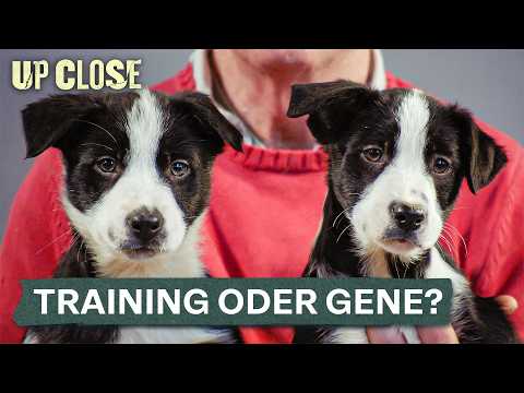 Was formt den Charakter eines Hundes wirklich?