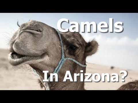 Wild Camels in Arizona? Marshall Trimble Tells the True Story!