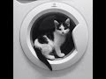 Funny Cats Vs Washing Machines Compilation 2015 HD 5MC