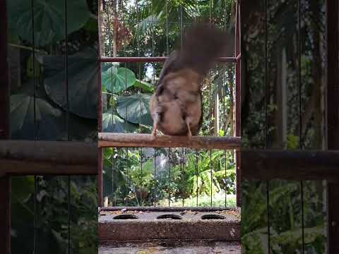 Female Sabia Una (black sabia)