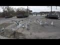 Seagull Feeding Frenzy