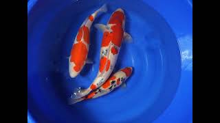 video van Sanke  SA-V23-01237