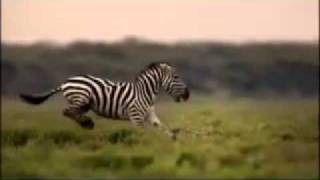 YouTube - Animals National Geographic Channel.flv