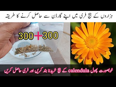 Pholon k seed save krne ka tarika | How to save flower seeds.