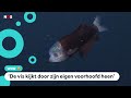 Duikers filmen een spookvis én een spookkwal
