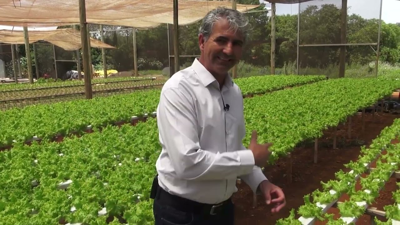 CAMA DE FRANGO: ATENÇÃO!!! DICA NA UTILIZAÇÃO DO ESTERCO DE AVIÁRIO NA SUA HORTA