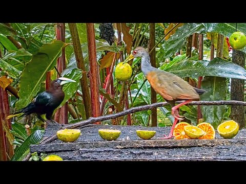 Wood Rail and Oropendola Face Off in Panama, Nov 6  2022