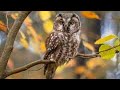 Owl Sound Ringtone With Free Download Link