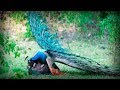 PEACOCK IS MY TRIP, ADVISOR !