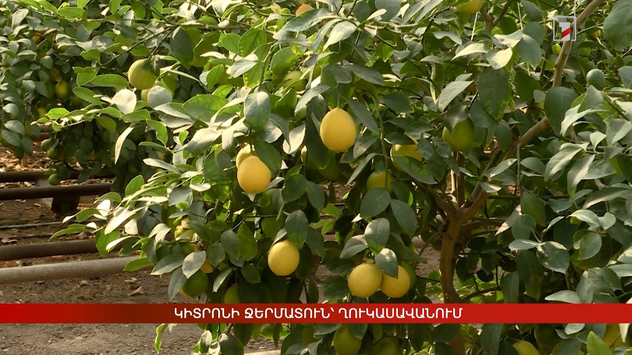 Կիտրոնի ջերմատուն՝ Ղուկասավանում