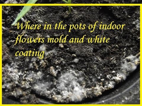 Where in the pots of indoor flowers mold and white coating / Flower Gallery
