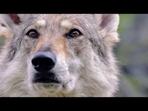 Le plus beau pays du monde Opus 3 : Le sanctuaire