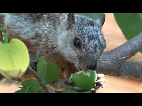The Variegated Squirrel