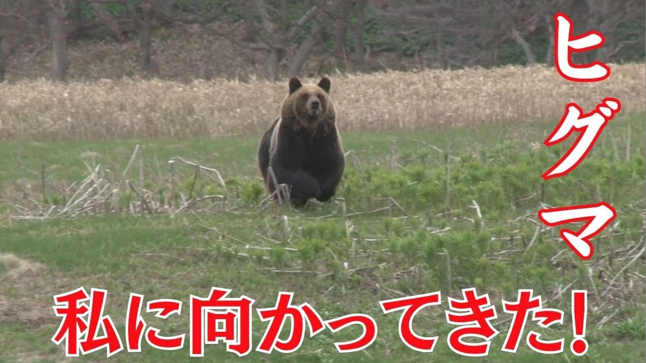 ヒグマが私に向かって走ってきた！