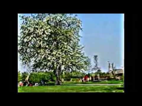 Amorbach (Neckarsulm)