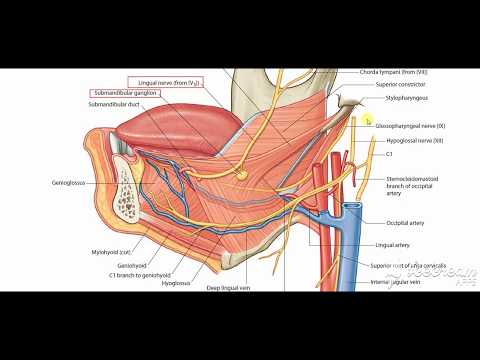 Submandibular salivary gland relations 4