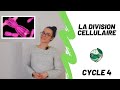 La division cellulaire - 3ème - Madame SVT