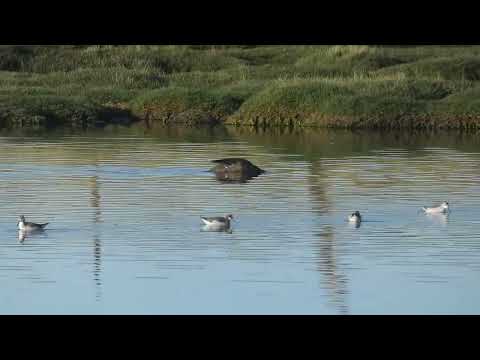 Wilson's Phalarope, Phalaropus tricolor, Abra Pampa, Jujuy, Argentina, 17 Febr 2026 (5/5)