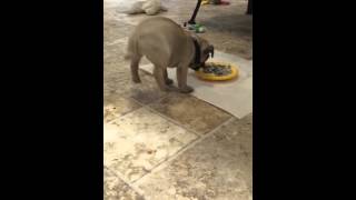 Puppy flips while eating