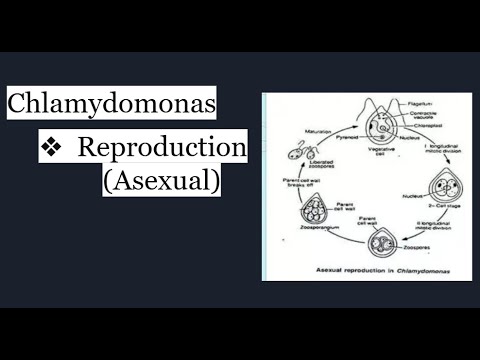 Asexual Reproduction in Chlamydomonas | Zoospores, Aplanospores, Hypnospores & Palmella Stage