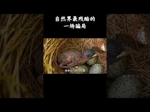 自然界最残酷的一场骗局 #趣聞 #大陸 #动物科普