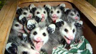 Austin Lounge Lizards - The Shallow End of the Gene Pool