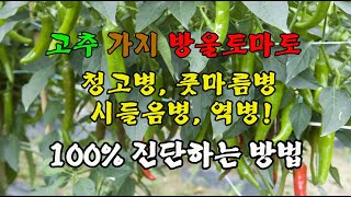 고추 청고병 가지 오이 감자 배추 방울 토마토 국화 장미 세균성 청고병 풋마름병 곰팡이성 시들음병 역병 흰비…