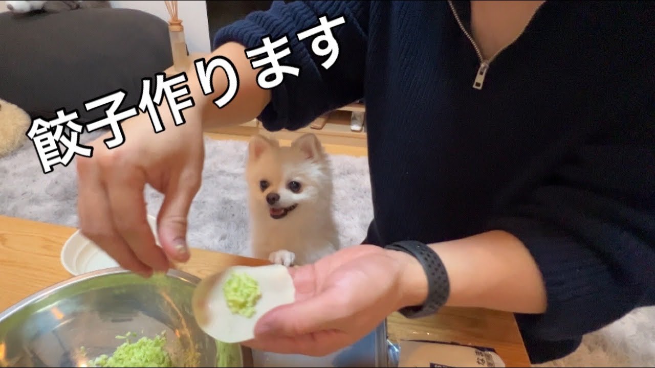 愛犬のために餃子を手作りするアラサー独身男の休日