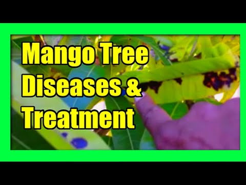, title : 'Mango Tree Diseases: Mango Diseases, Treatment and Prevention'