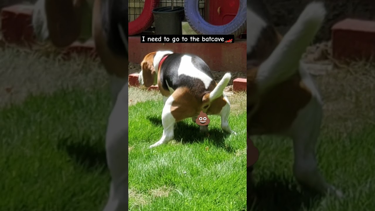 IM BATMAN🦇👹 #funny #batman #meme