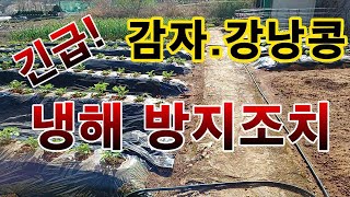 [텃밭농부.969]  긴급! 감자, 강낭콩밭에  냉해방지 작업필요 #감자재배 #강낭콩재배