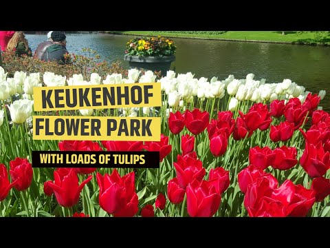 KEUKENHOF FLOWER PARK 2019 | TULIPS IN HD & CLOSE-UP VIDEO