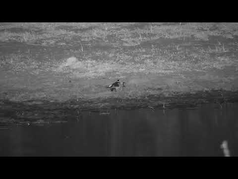 Djuma: Blacksmith Lapwings and four chicks out at night - 19:52 - 11/03/20