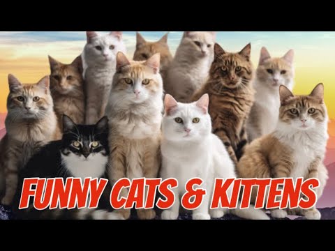 The Wonderful World of Cats!