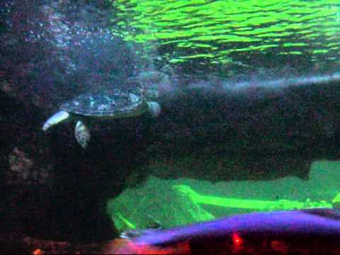 West Edmonton Big Fish