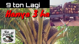 Download lagu Panen sawit 3 ha dapat 9 ton lagi mp3