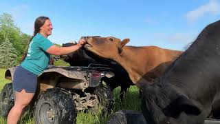The Cows Don’t Mind But I Do | Homestead Vlog | May 19, 2025