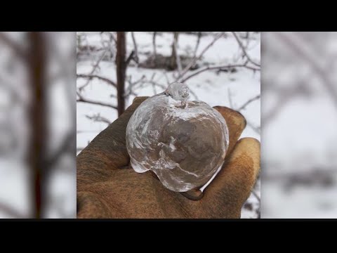 ゴースト・アップル (Ghost Apple)