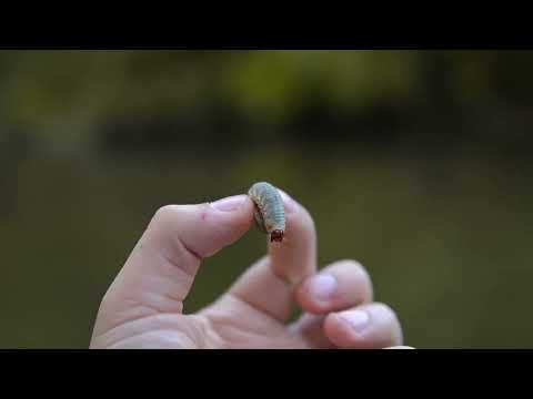 Ako niste imali prilike da vidite LARVU insekta JELENKA-lat.naziv Lucanus cervus,evo kako izgleda👀