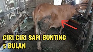 Download lagu CIRI CIRI SAPI BUNTING 5 BULAN mp3