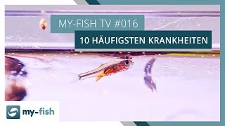 Die 10 häufigsten Krankheiten im Aquarium | my-fish TV